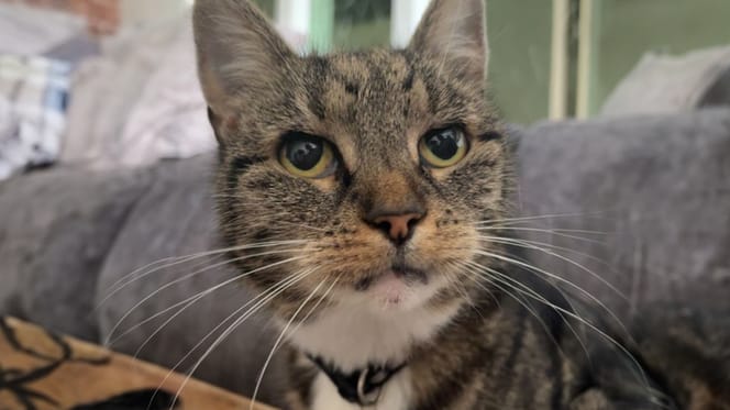 Kat Coco ingeslapen na zware mishandeling