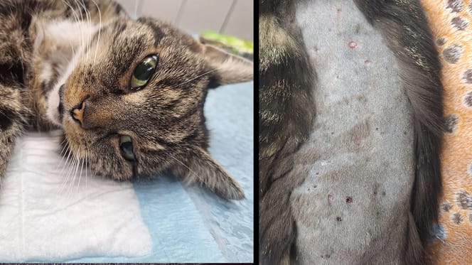 Kat Coco verminkt en mishandeld in Voorschoten