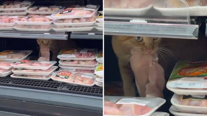 Kat gaat viraal na stelen van rauwe kip uit supermarkt