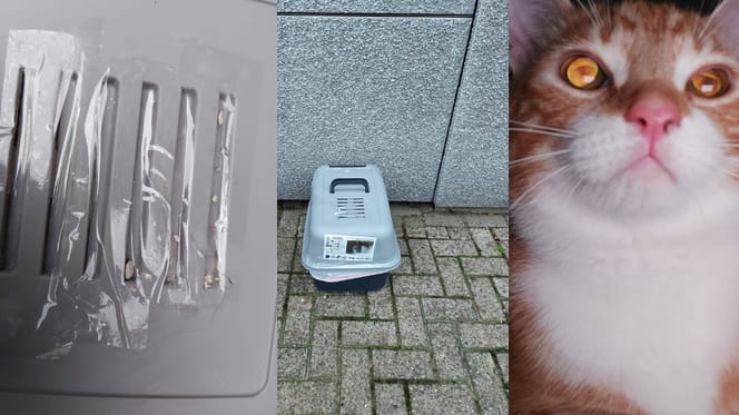 Kat gedumpt met ventilatieroosters afgeplakt