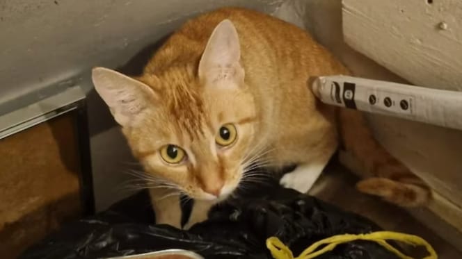 Kat in meterkast achtergelaten, baasjes op vakantie