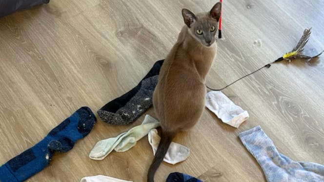 Kat Leo en zijn buit met sokken en ondergoed die hij gestolen heeft