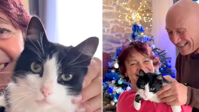 Kat loopt 250 kilometer van Spanje naar Frankrijk om thuis te komen