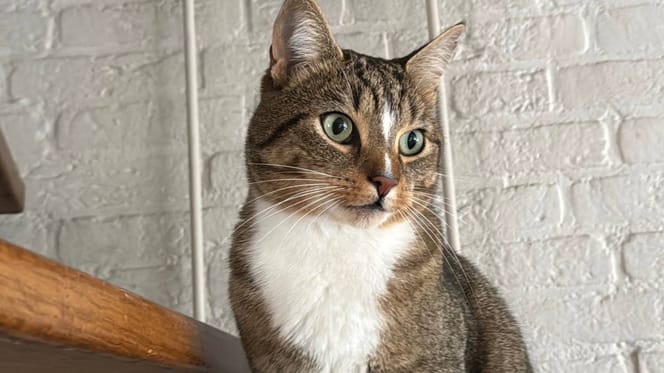 Kat Mosch beschoten met vuurwapen in Deurne