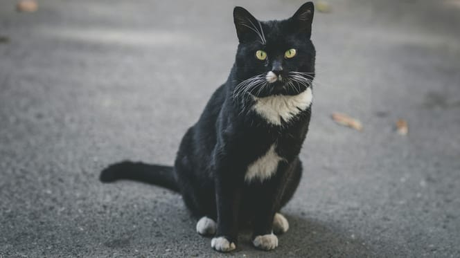 Kat na 10 jaar weer thuis in Vlissingen