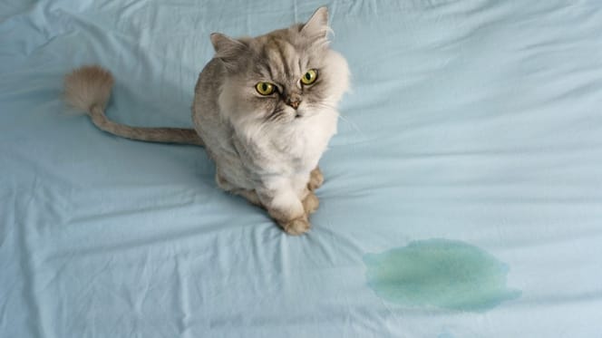 kat op bed geplast