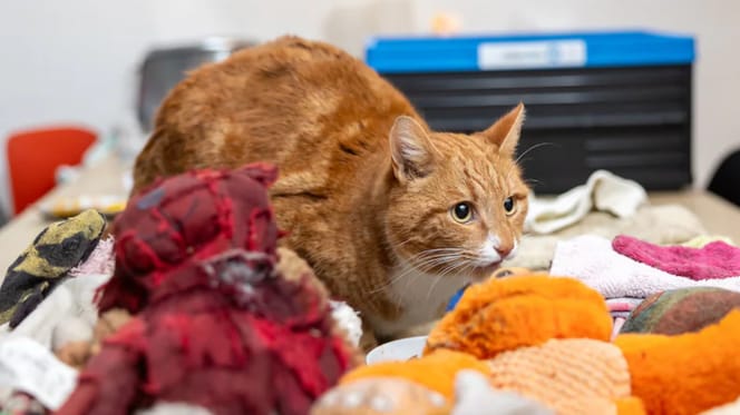 Kat Tosti uit België blijkt kleptomaan