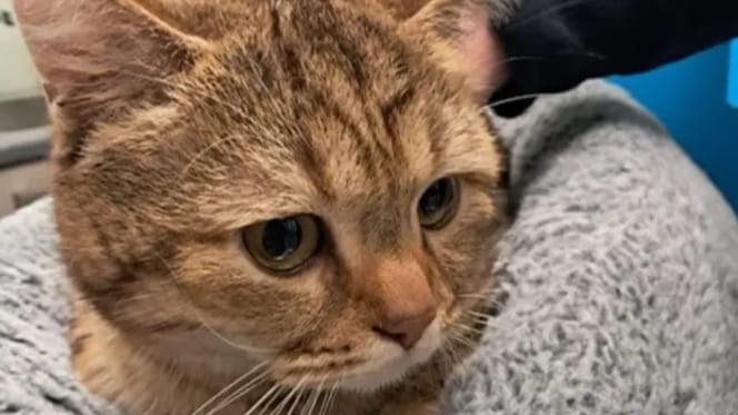 Kat "Willem van Oranje" in Voorburg geopereerd voor 7600 euro