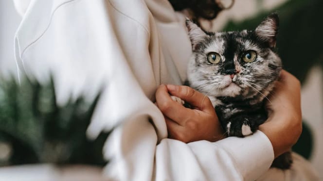 Kat wordt vastgehouden door verzorger