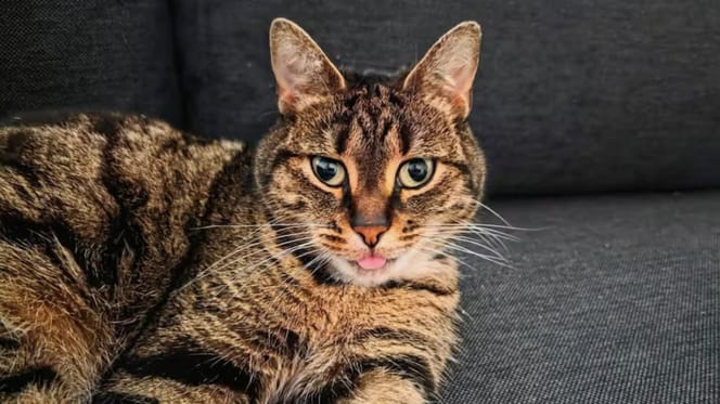 Kat Zwabber na 6 weken teruggevonden in Noorwegen