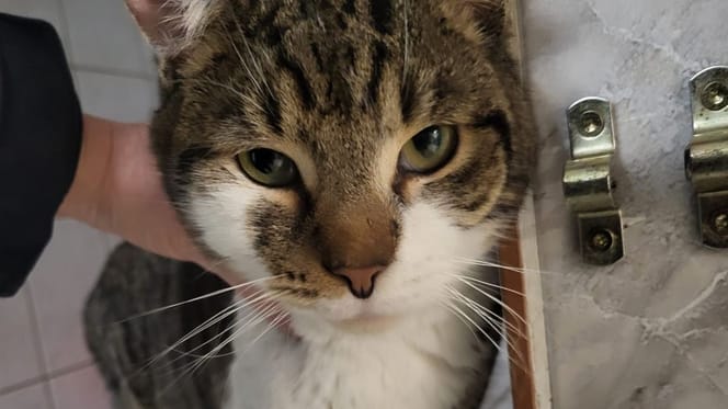 Kater Fränky