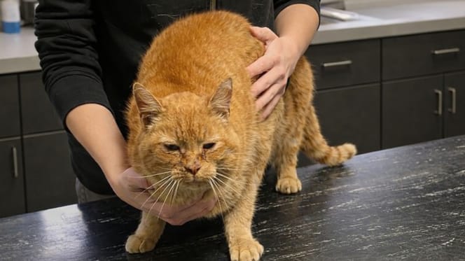 Kater Guus uit Amersfoort na 4 jaar weer terecht