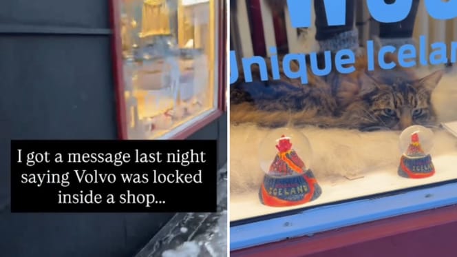 Kater im Schaufenster