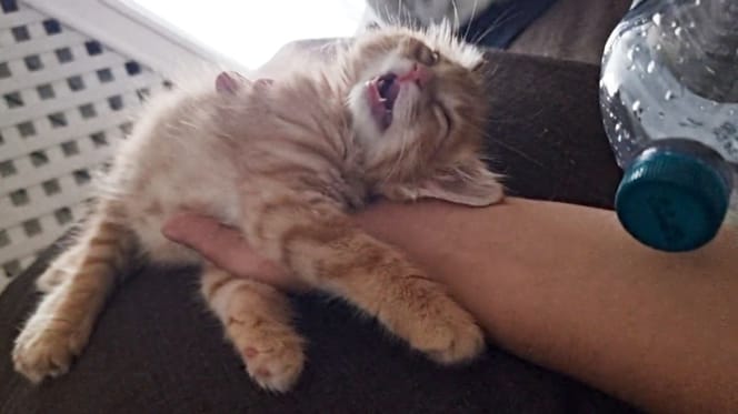 Kater Mango schläft tief und fest