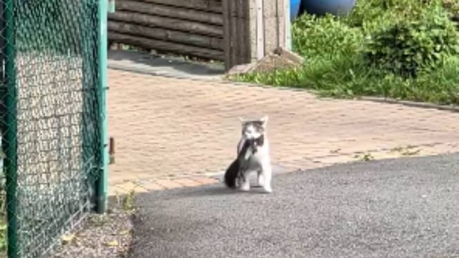 Kater mit Beute im Maul