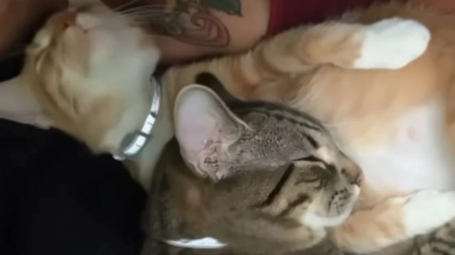 Kater Moose und seine Gefährtin