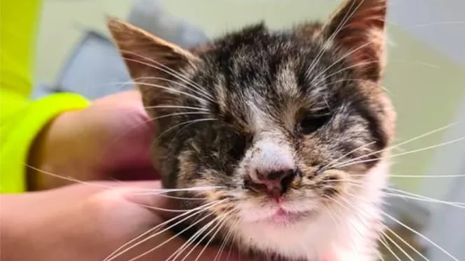 Kater Piccolo hat keine Augäpfel