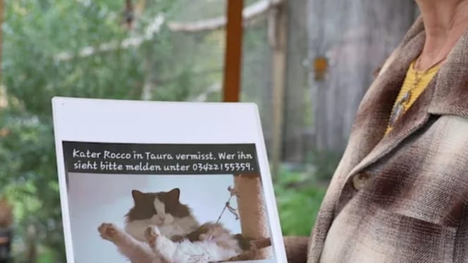 Kater Rocco wurde wohl von einem Wolf gefressen
