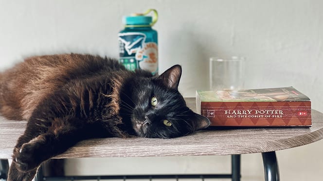 kattennamen geïnspireerd door boeken