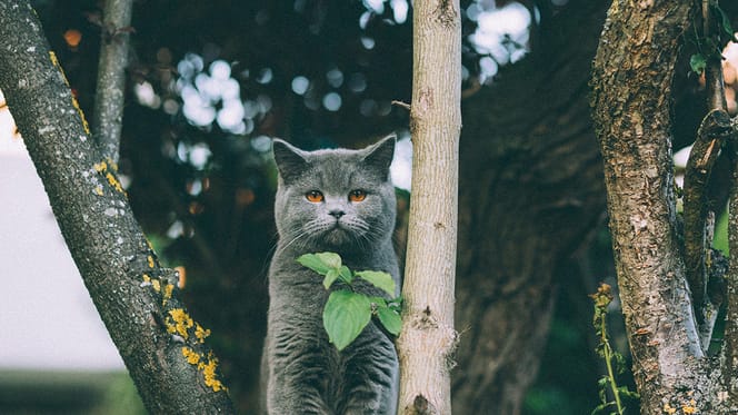 kattennamen geïnspireerd door de natuur