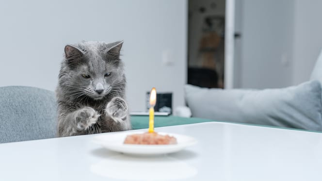 kattennamen geïnspireerd door eten en drinken