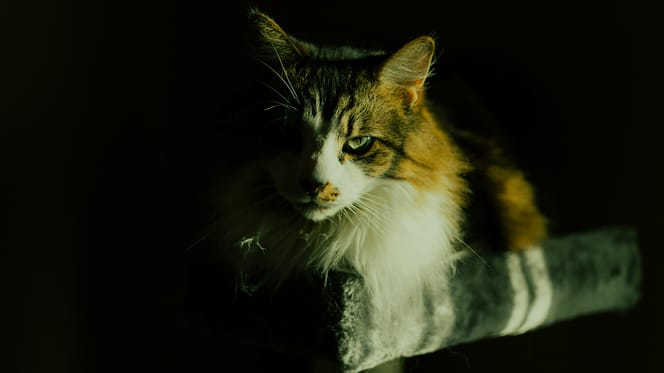 kattennamen geïnspireerd door films