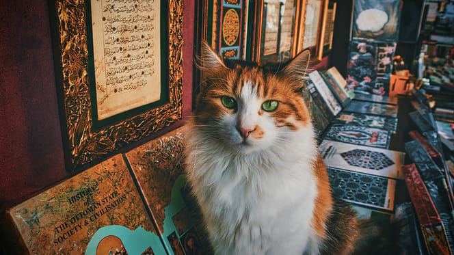 kattennamen geïnspireerd door historische figuren