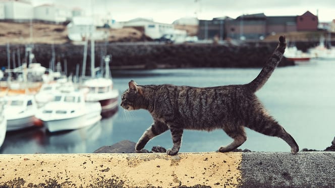 kattennamen geïnspireerd op beroemde katten