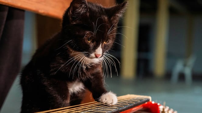 kattennamen geïnspireerd op muziek