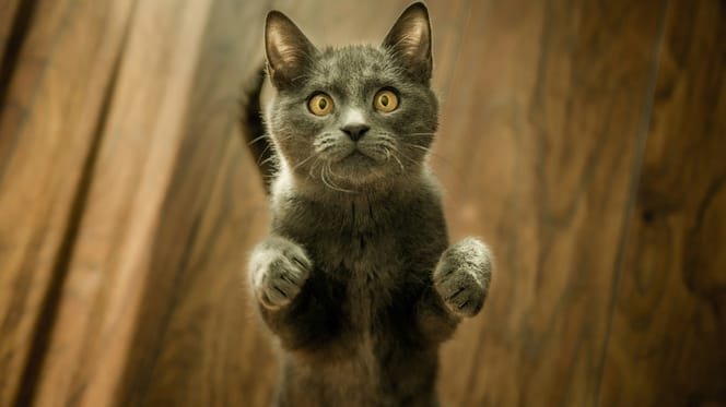 kattennamen geïnspireerd op superhelden