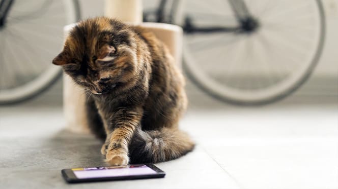 kattennamen geïnspireerd op videogames