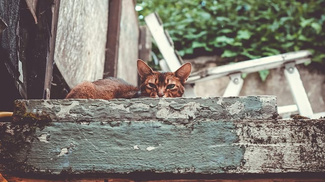 kattennamen voor bruine katten