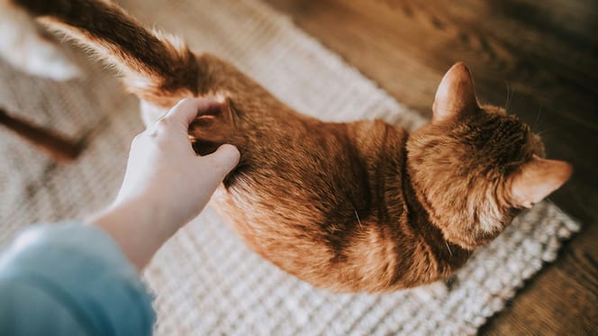 kattennamen voor cinnamon katten
