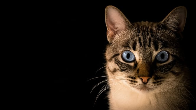 kattennamen voor Cyperse kat