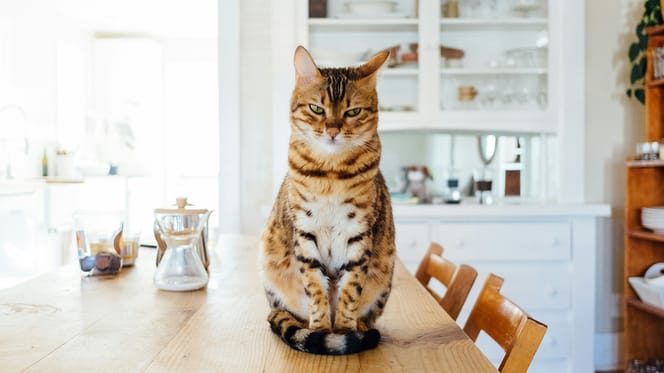 kattennamen voor fawnkleurige katten
