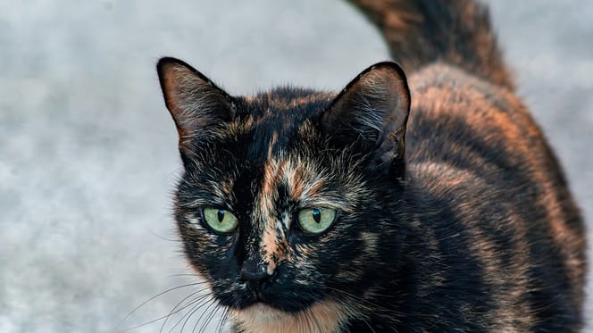 kattennamen voor schildpadkatten