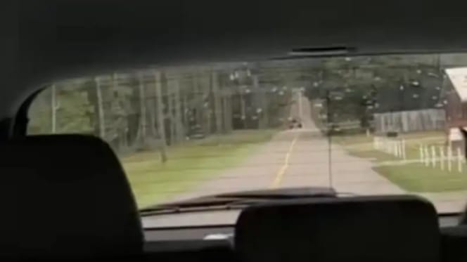 Kot na tylnym siedzeniu