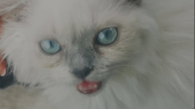 Katze aus Hitzeauto gerettet