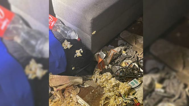 Katze aus Messie-Wohnung gerettet