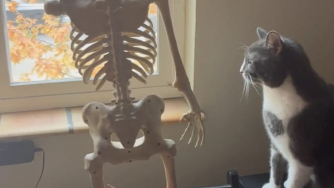 Katze betrachtet Deko-Skelett