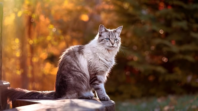 Katze im Herbst