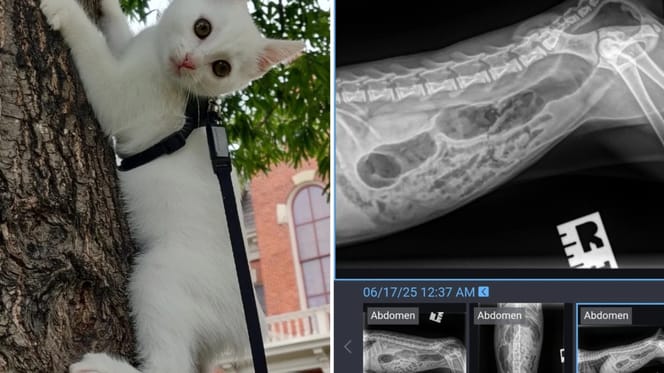 Kat in een boom en röntgenfoto's