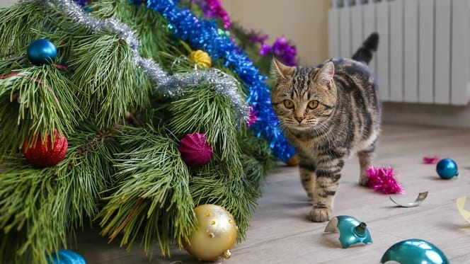 Katze in Weihnachtskarton
