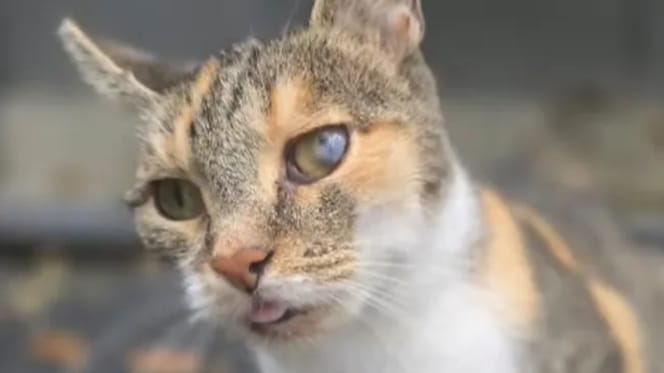 Katze Juli