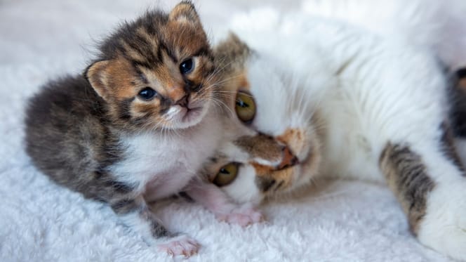 Katze kuschelt mit einem Katzenbaby