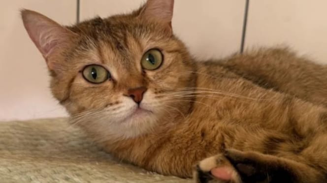 Katze Mini