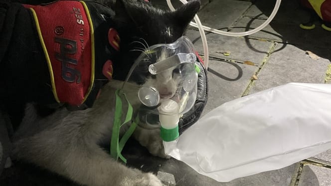 Katze mit Beatmungsmaske