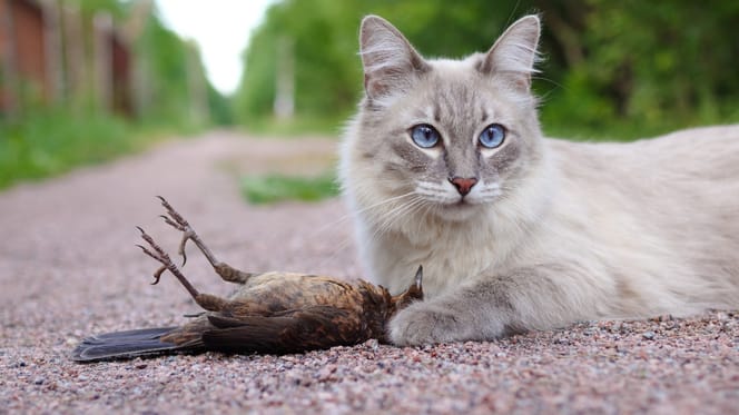 Katze mit gejagtem Vogel