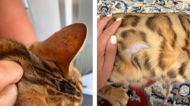 Katze mit rasierter Stelle und Hakenkreuz im Ohr