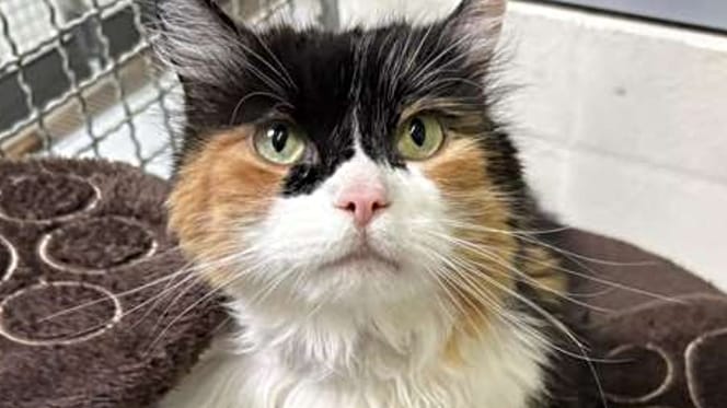 Katze Molly